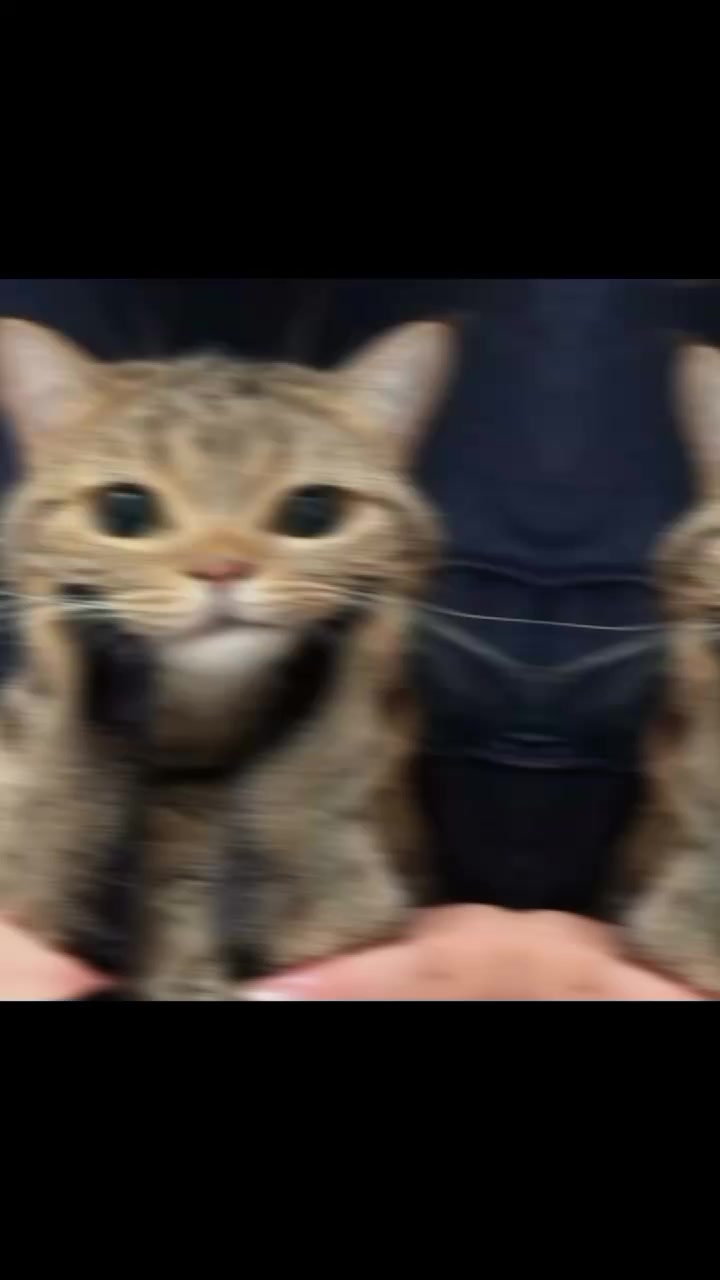 @ᯓ𝐄𝐫𝐚 𝐌𝐢𝐮ᥫ᭡