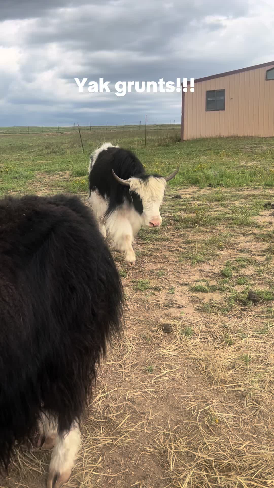 @Yakety Yak Ranch