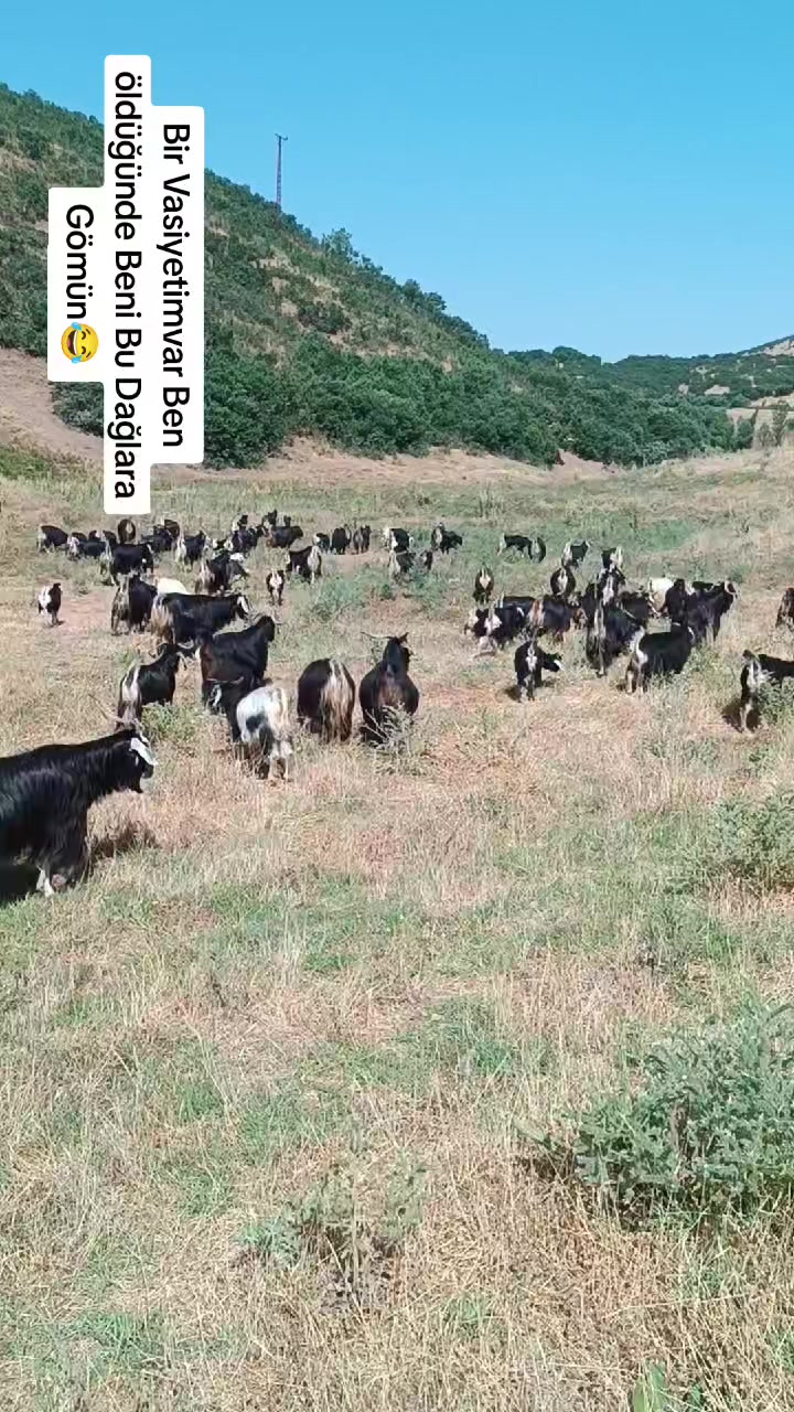 @ko&ccedil;er.12