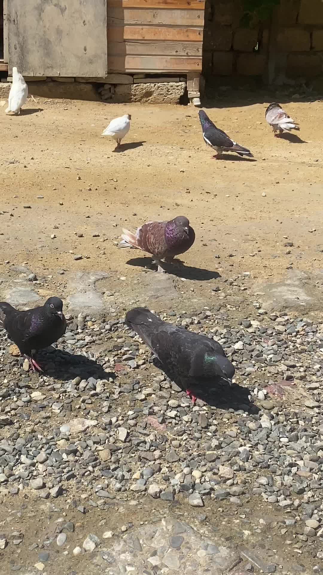 @pirsağı
