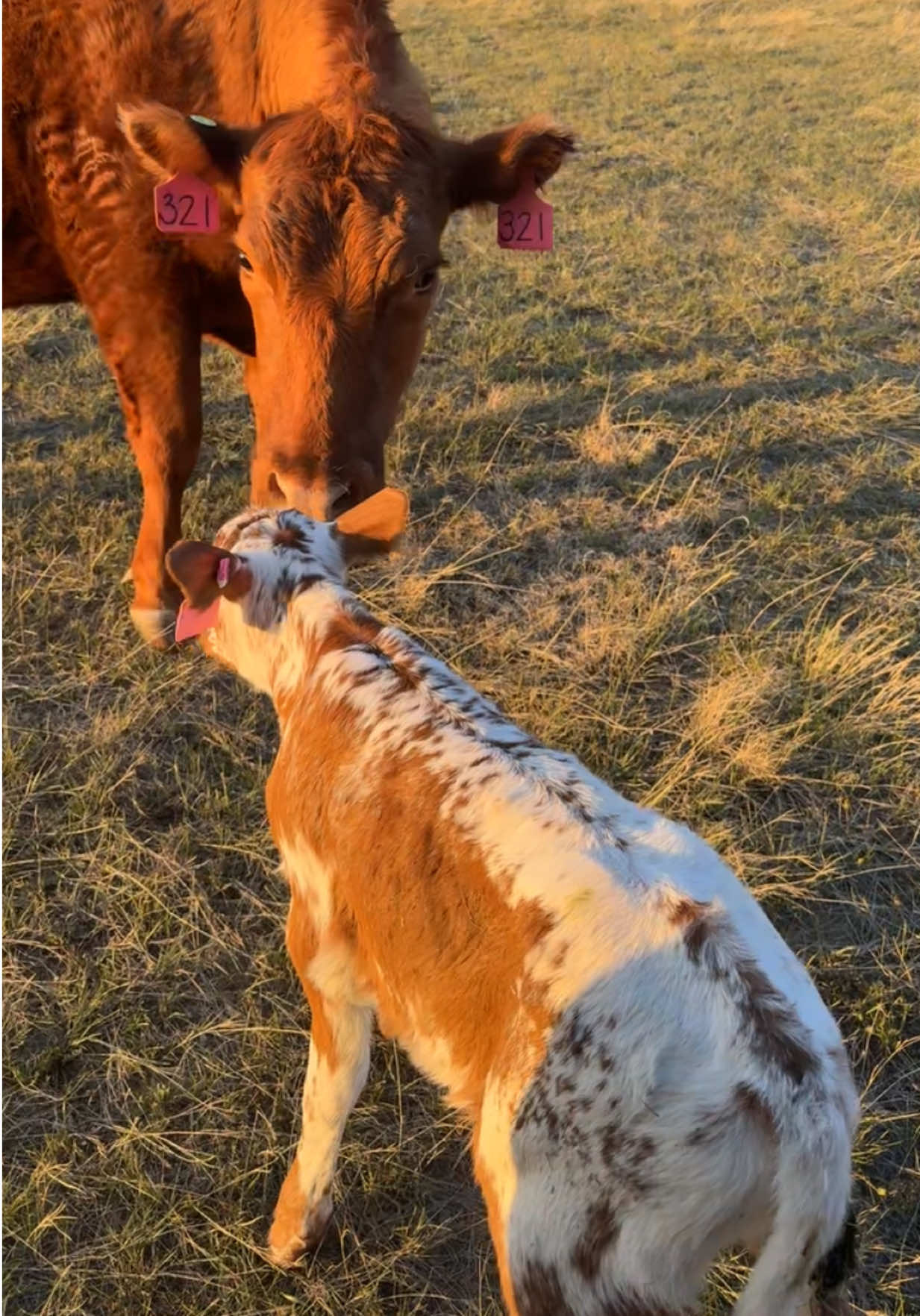 @Hayley | Crooked Creek Farms