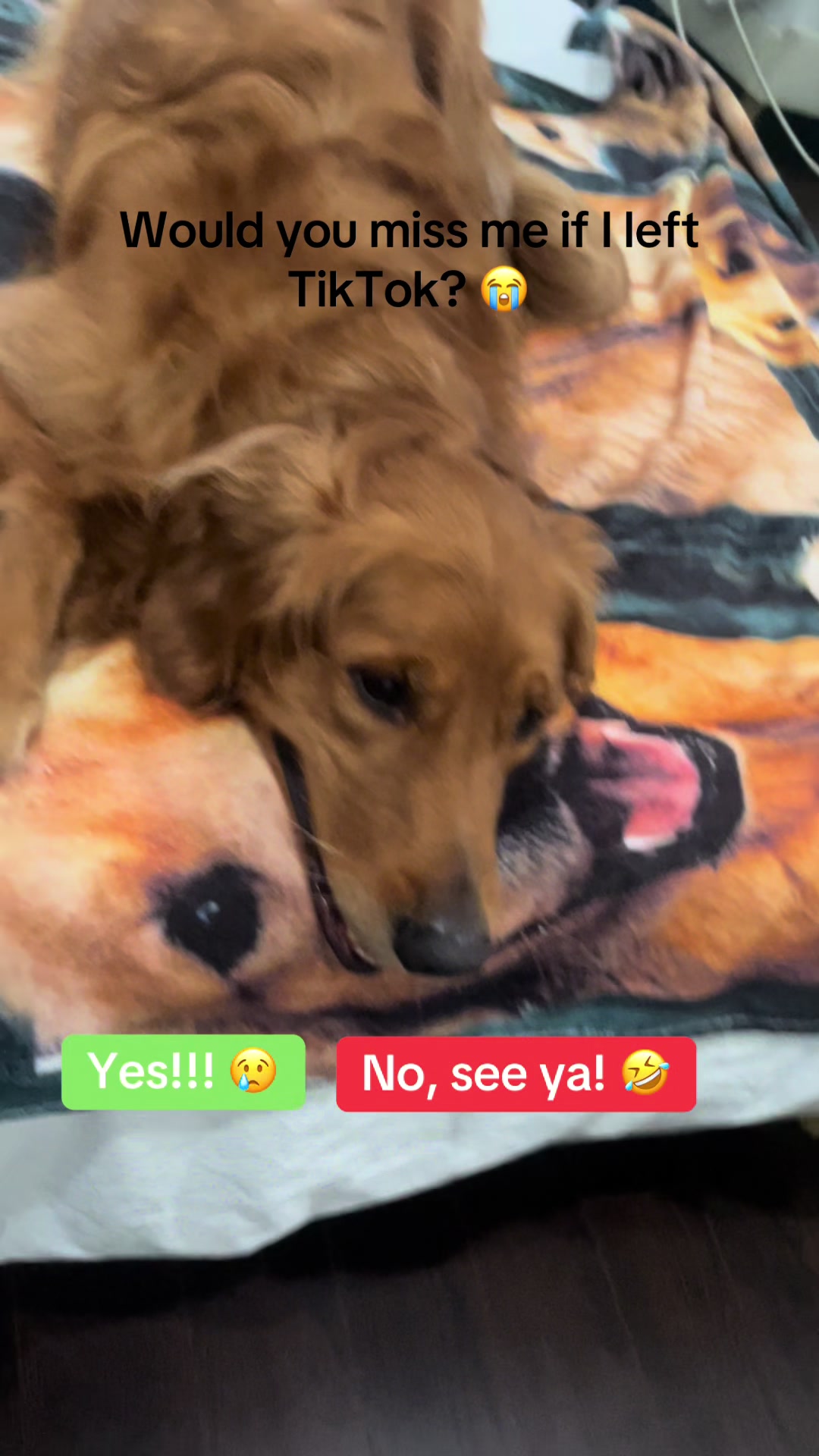 @Cooper the Golden Retriever 🦮