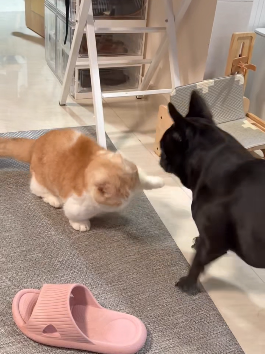 @Chonky World Of Cats