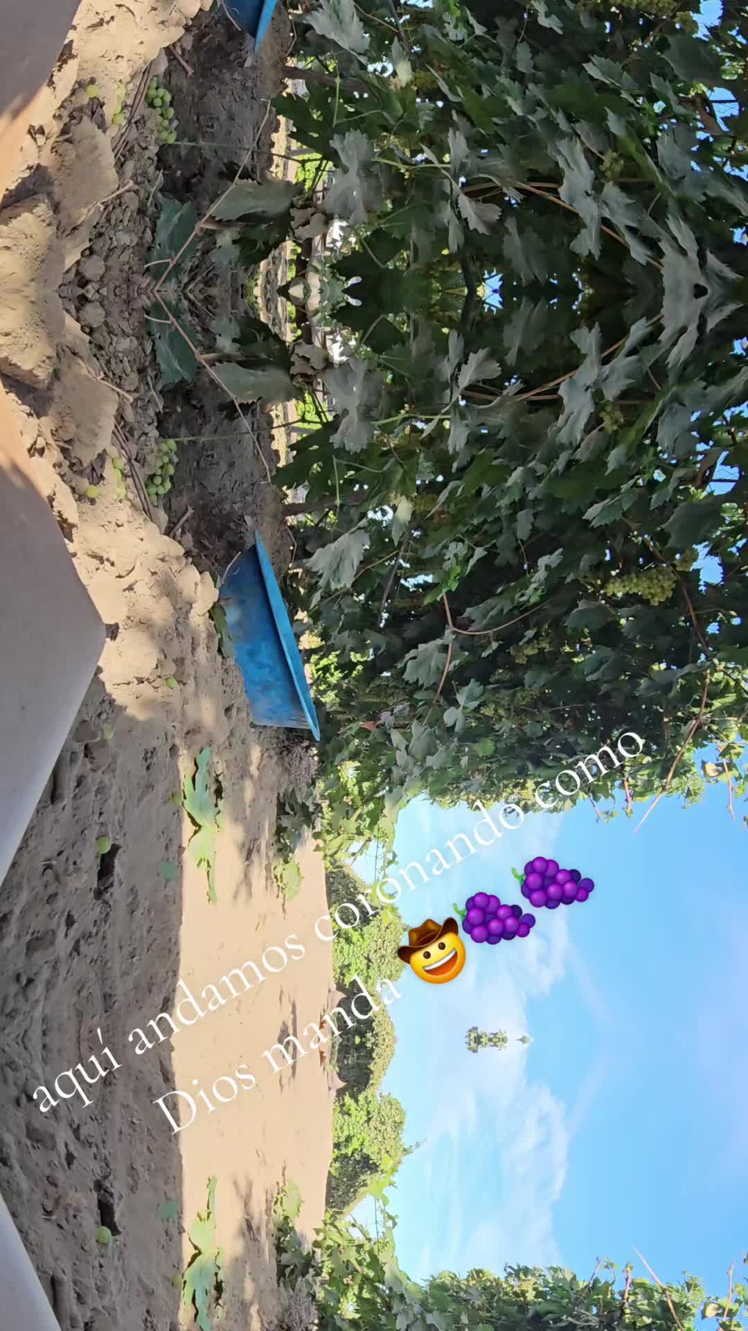 @fulgencio🤠
