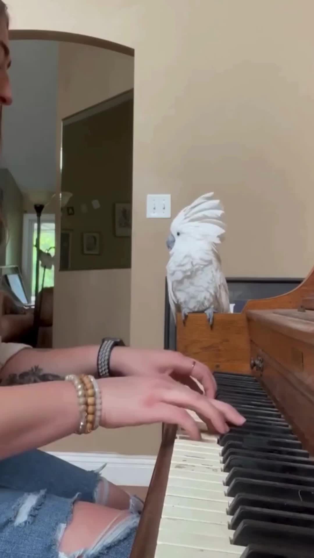 @pawfriends