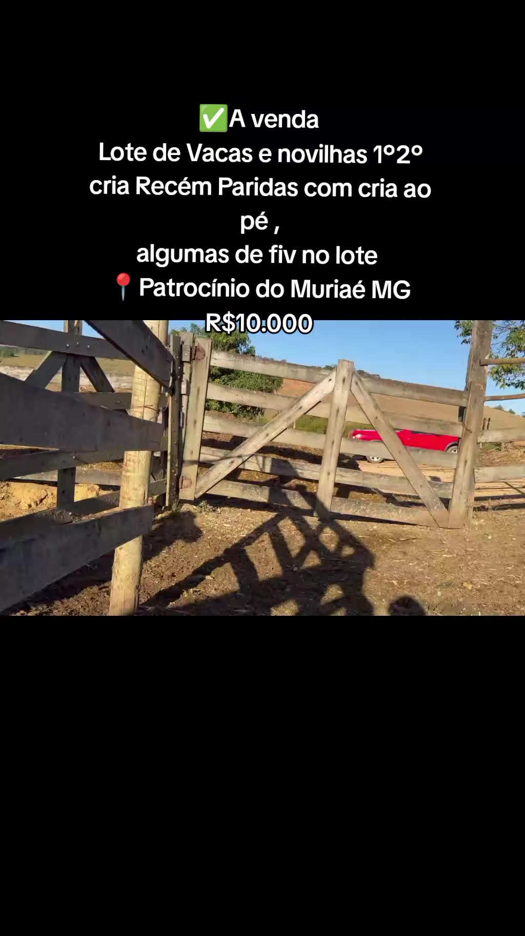 @marketing_do_gado