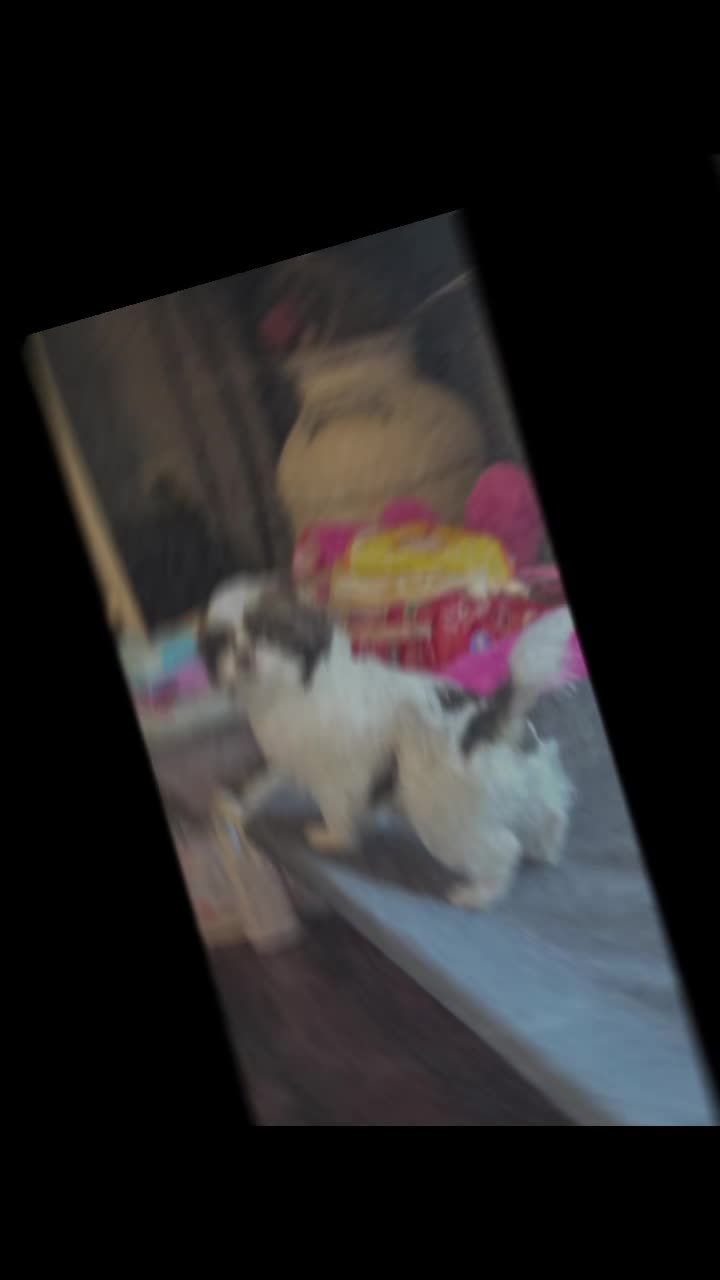 @Barb's Precious Pups
