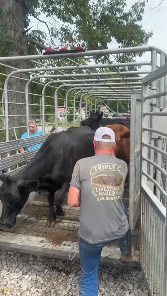 @tripleclivestock