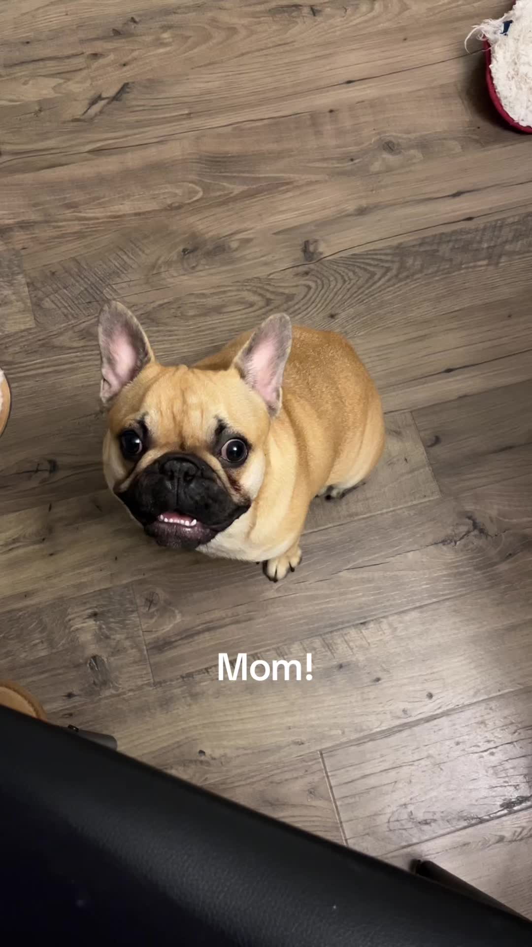 @Archie The Frenchie