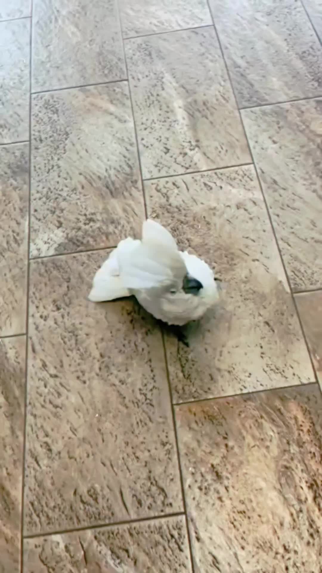 @Cute little pet 💕