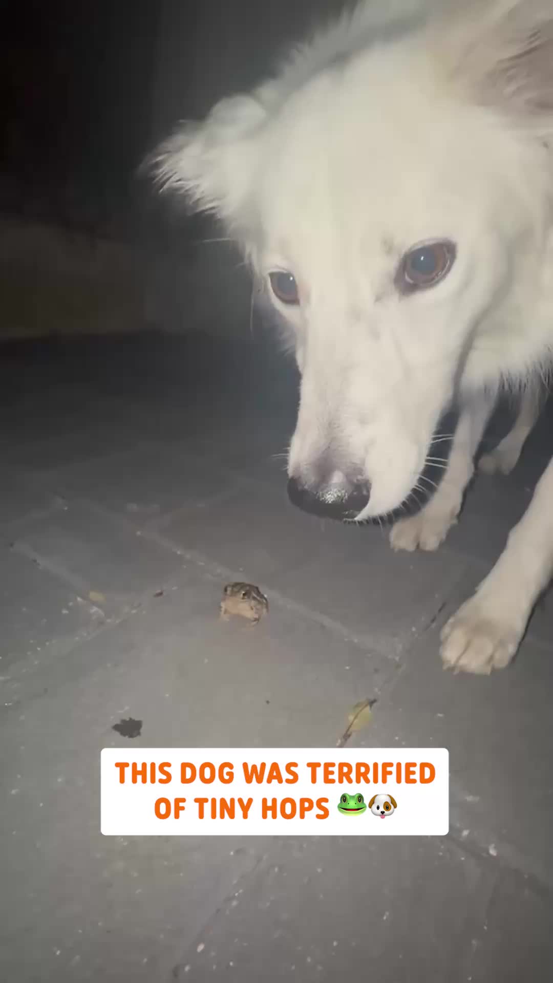 @Pawsome Pets