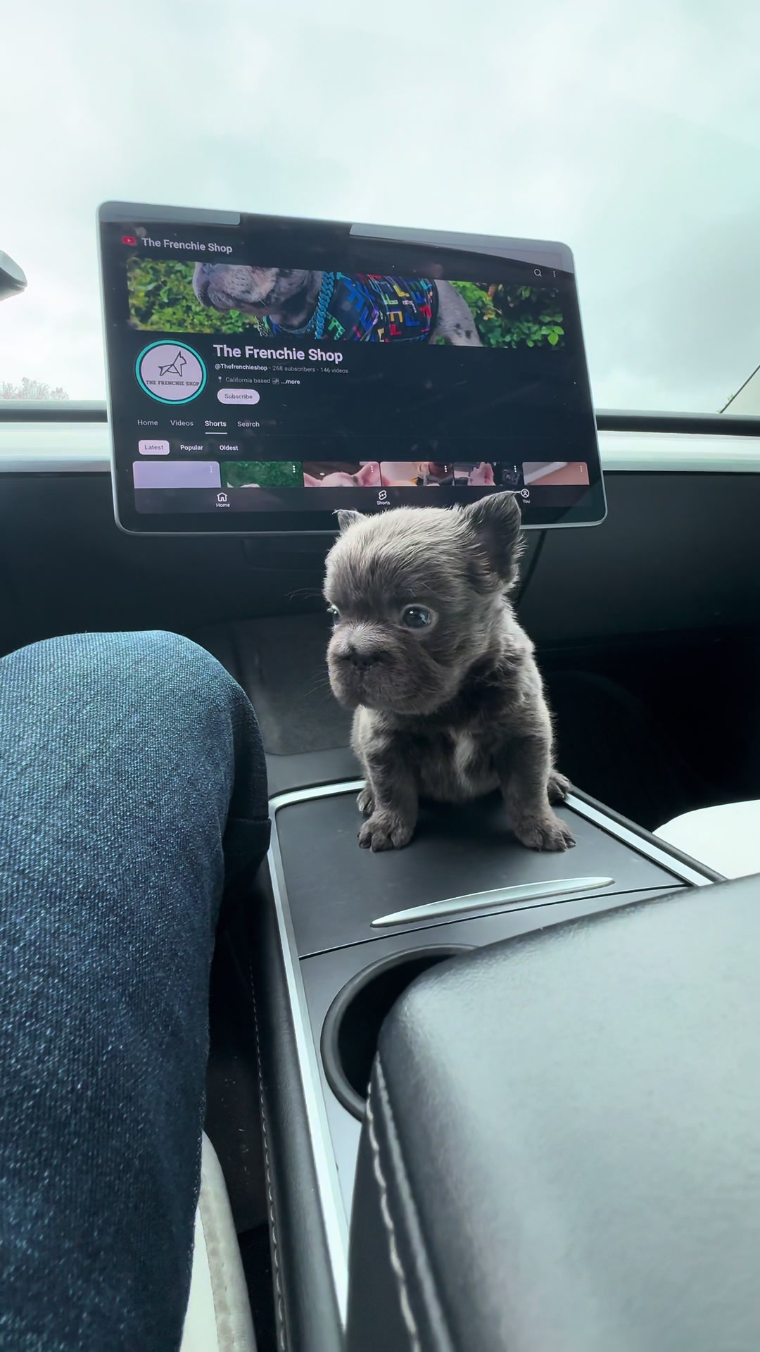 @TheFrenchieShop