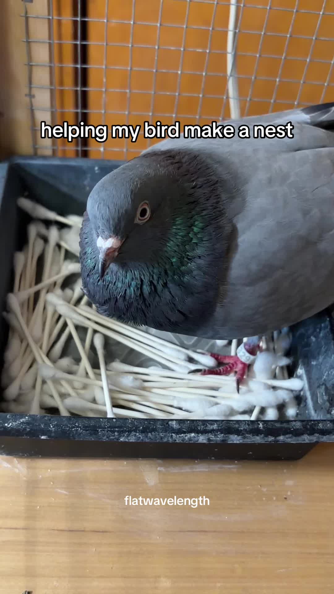 @flatwavelength