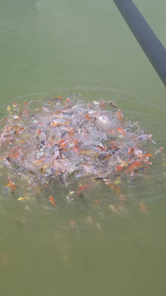 @We'reSo Koi