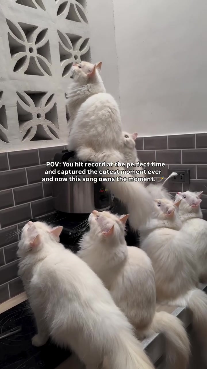 @catsnikath ⋆🐈&zwj;⬛ ྀི