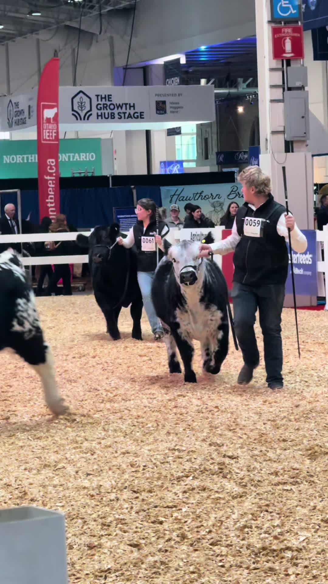 @Speckle Park Cattle 🇨🇦