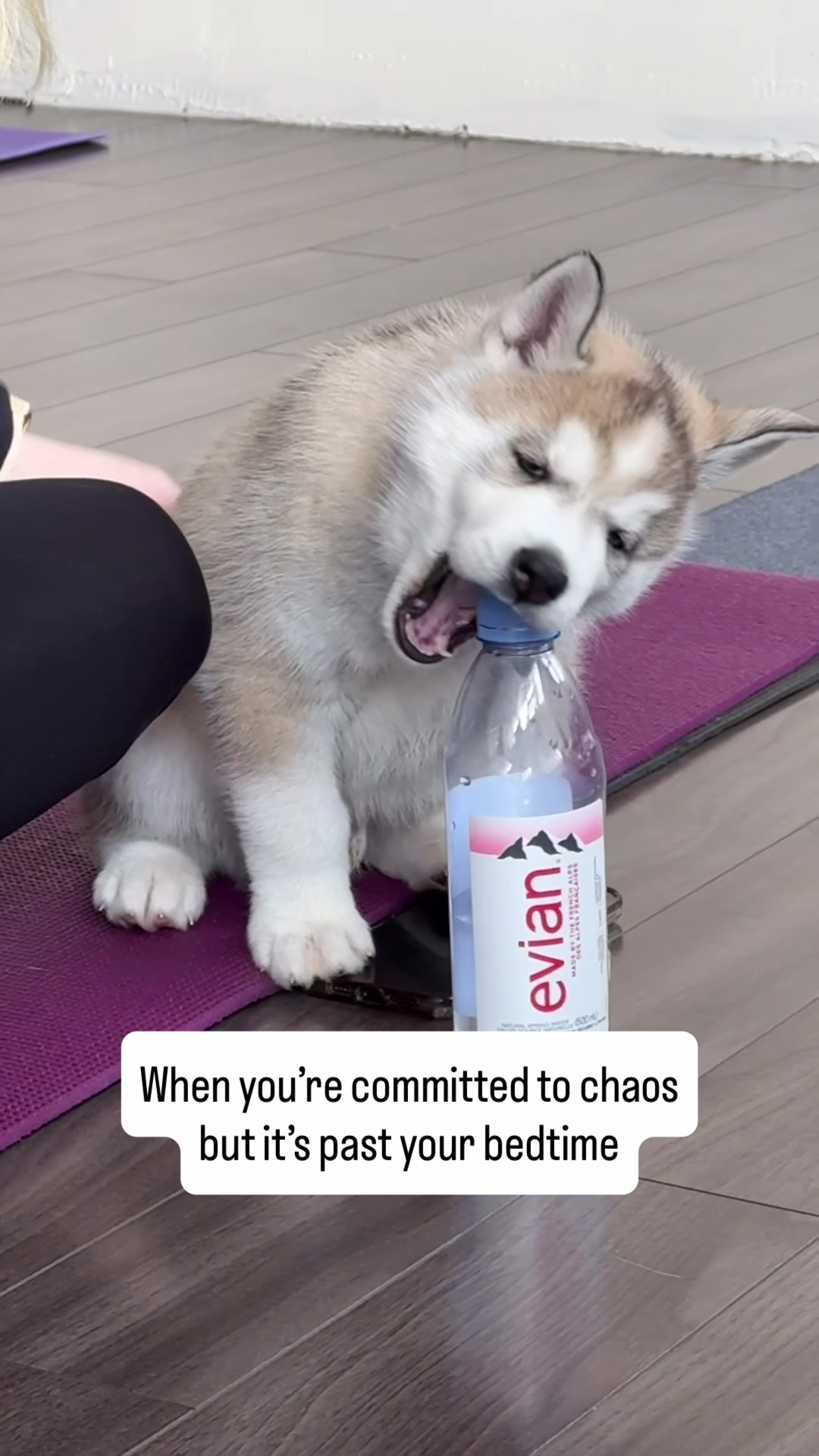 @Muskoka Puppy Yoga