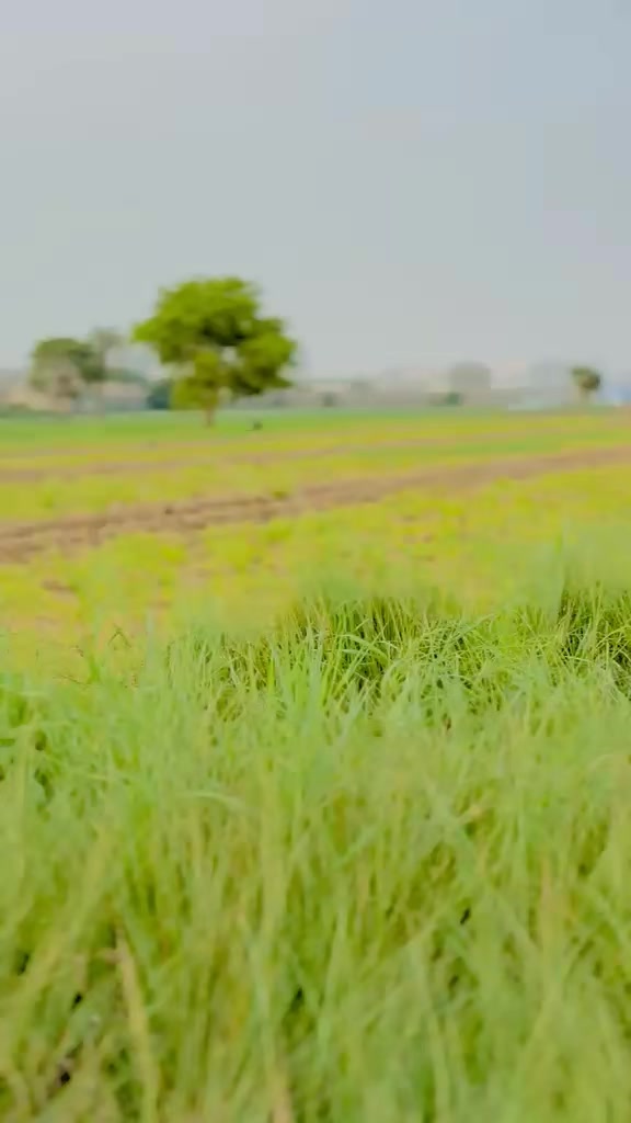 @𝐌𝐊🚩بنگش