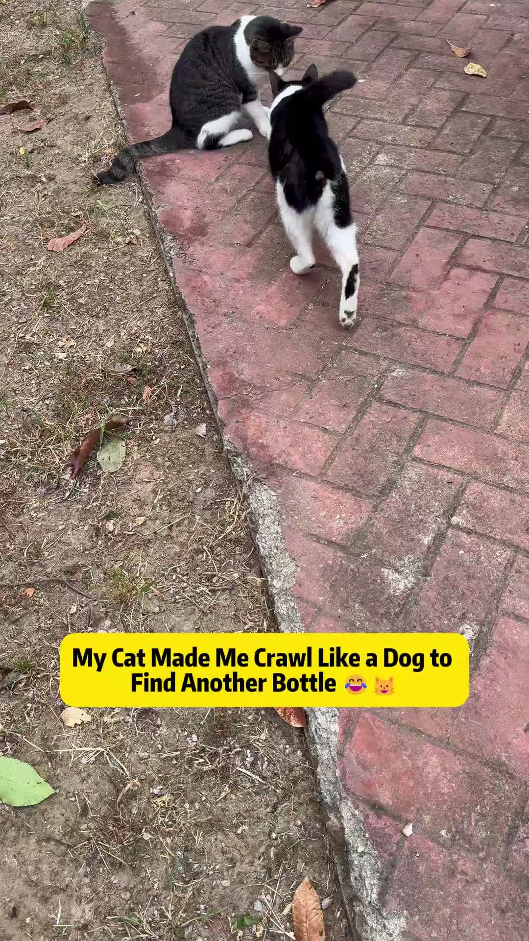 @Stray Cat Talkz