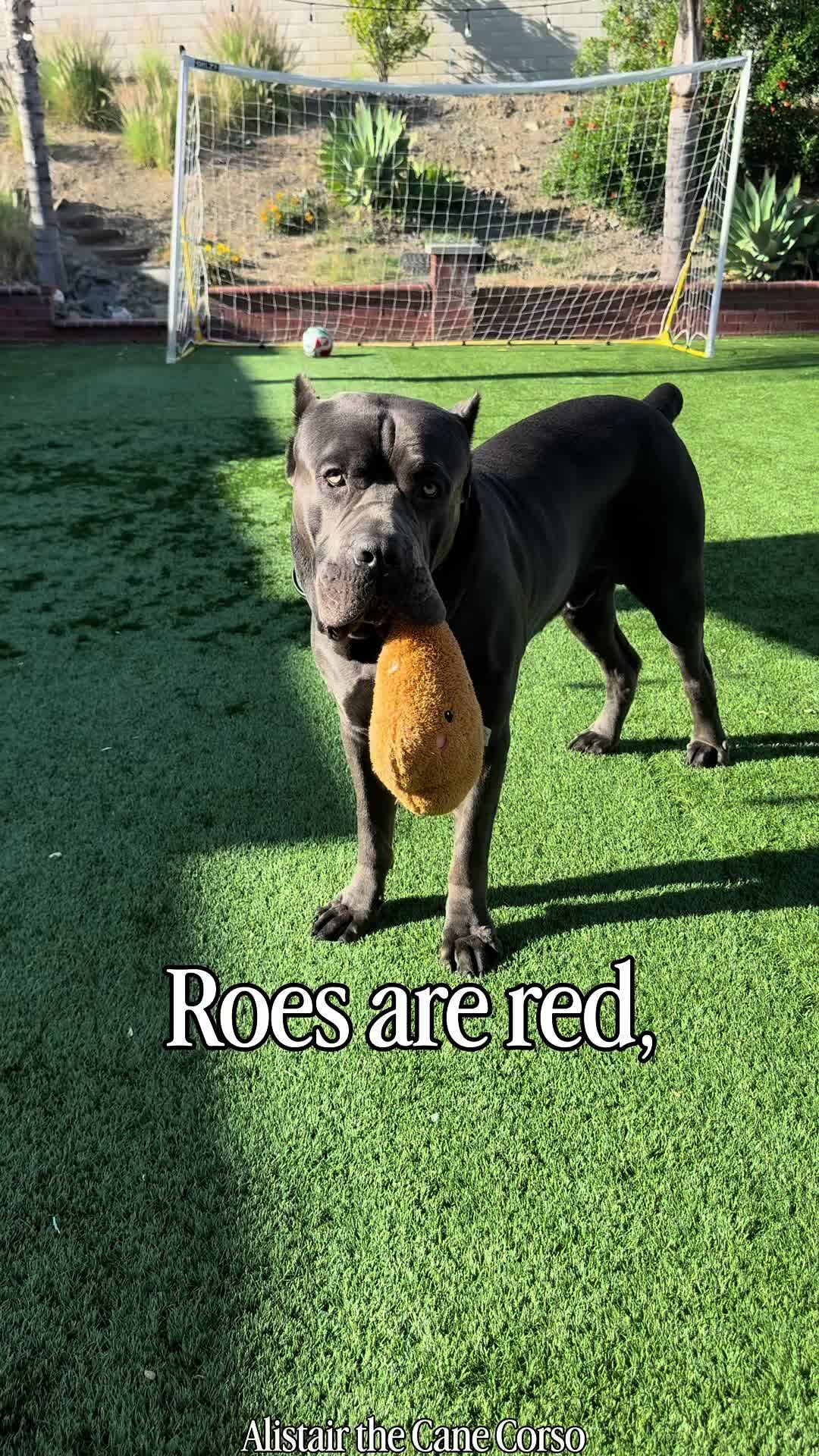 @Alistair the Cane Corso