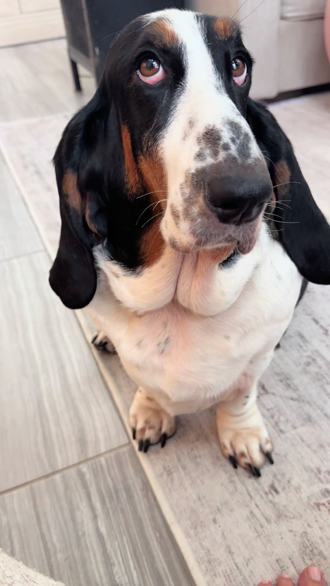 @🐾BillieBasset🐾