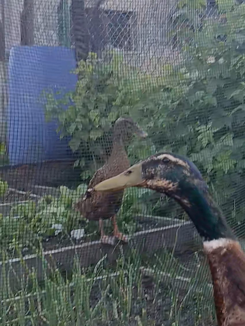 @Kaczogr&oacute;d u Milki🦆🦆🦆🦆