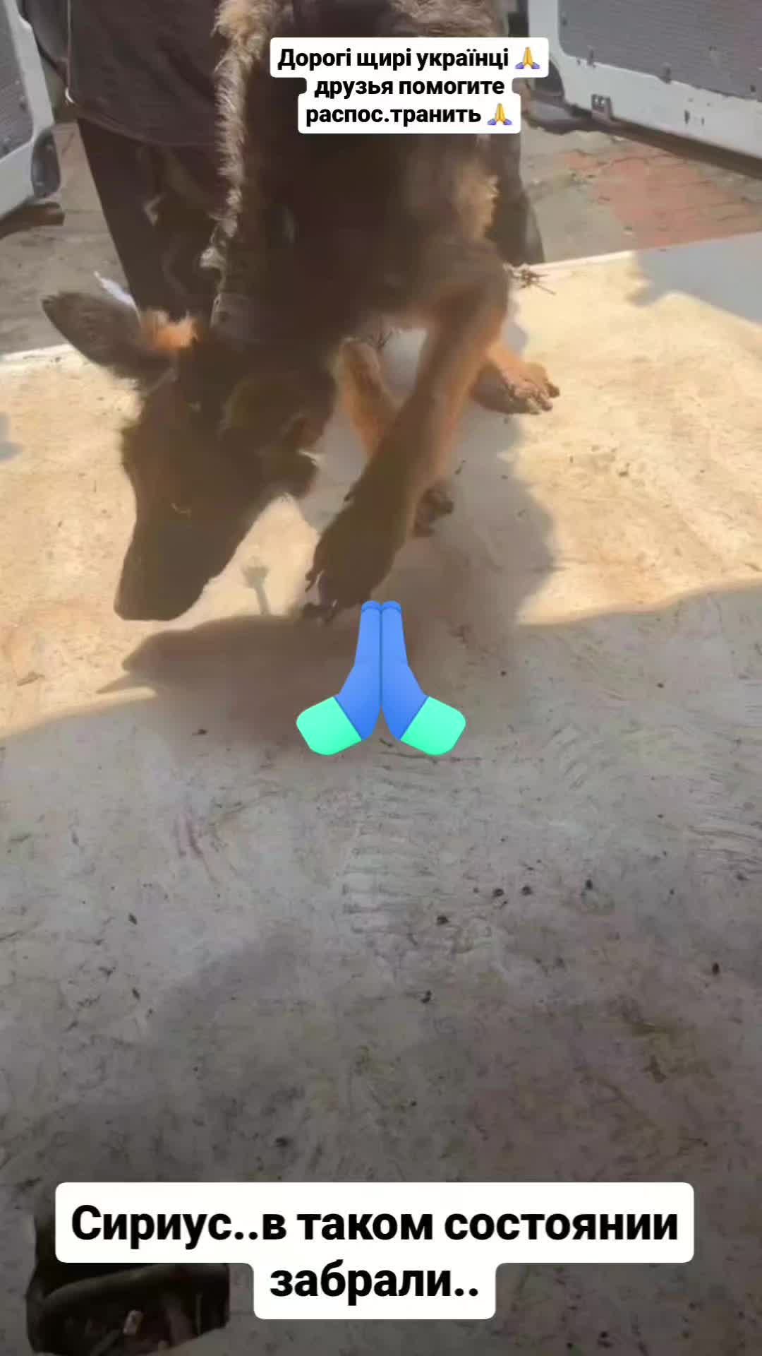 @animal