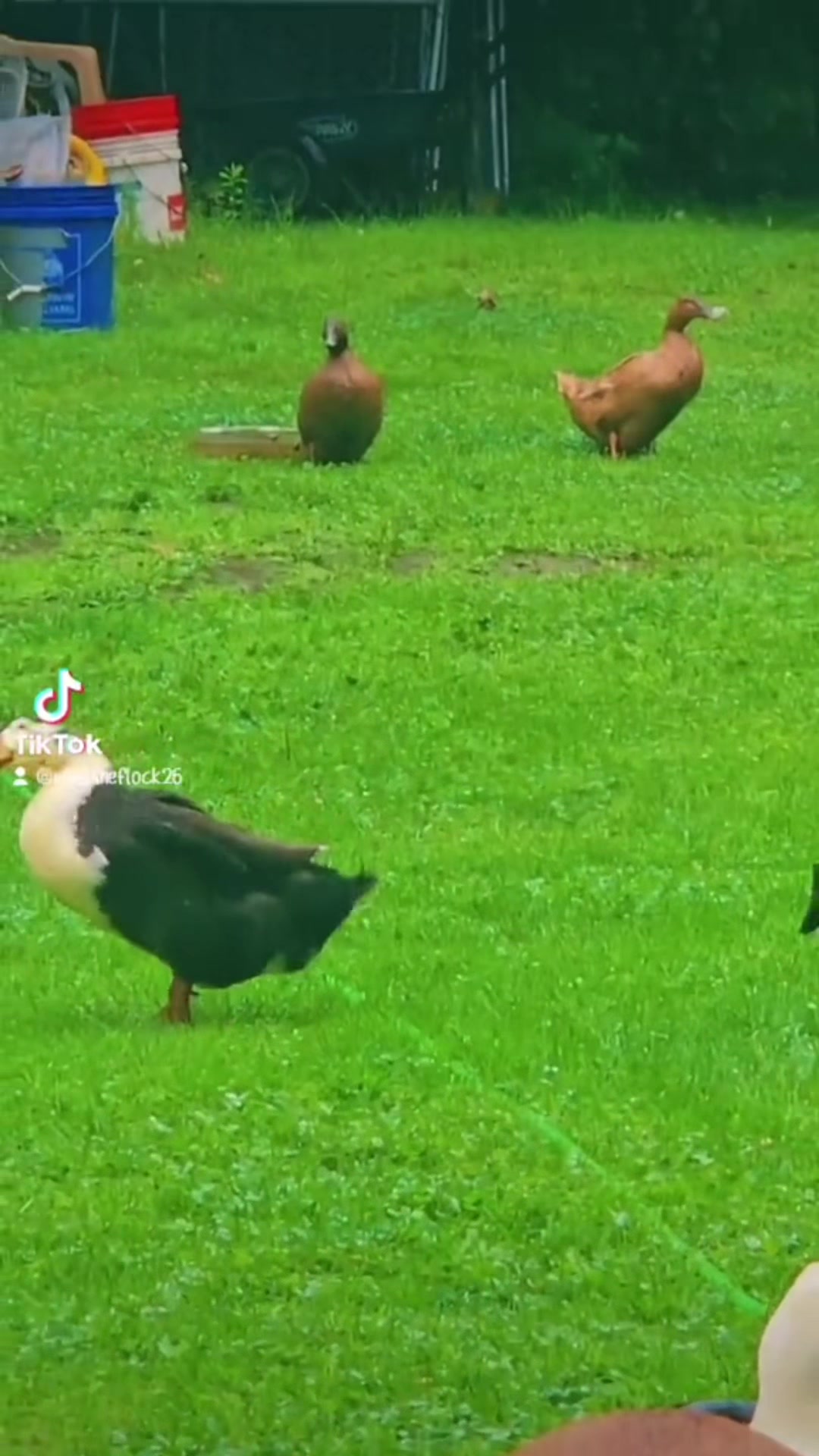 @Cluck and Waddle Farm Rescue