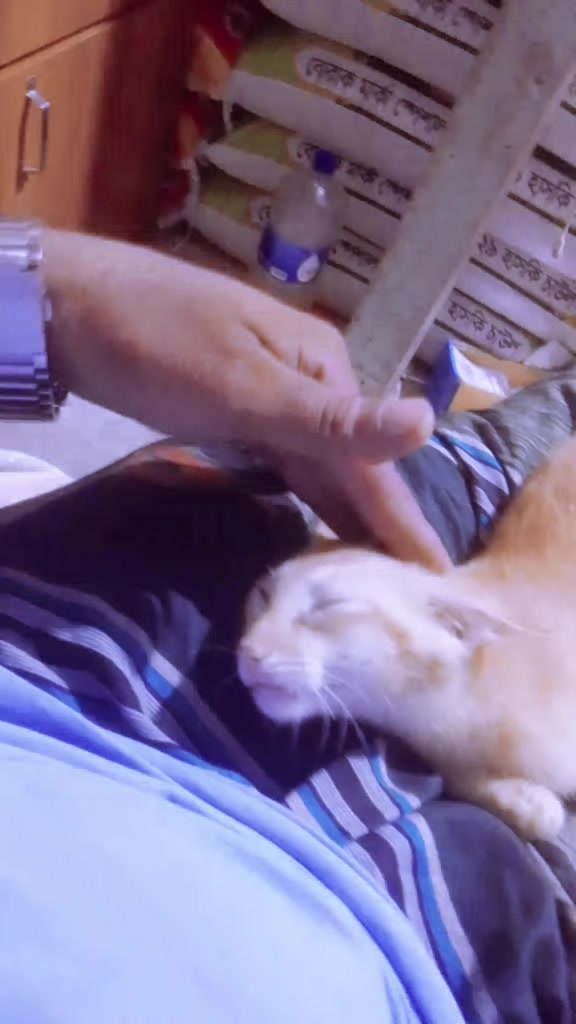 @ʀɪᴘᴏɴ
