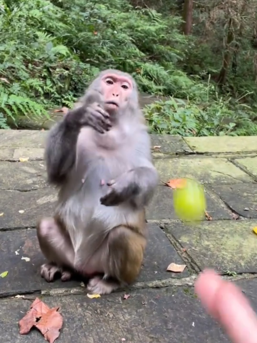 @monkeycaco77
