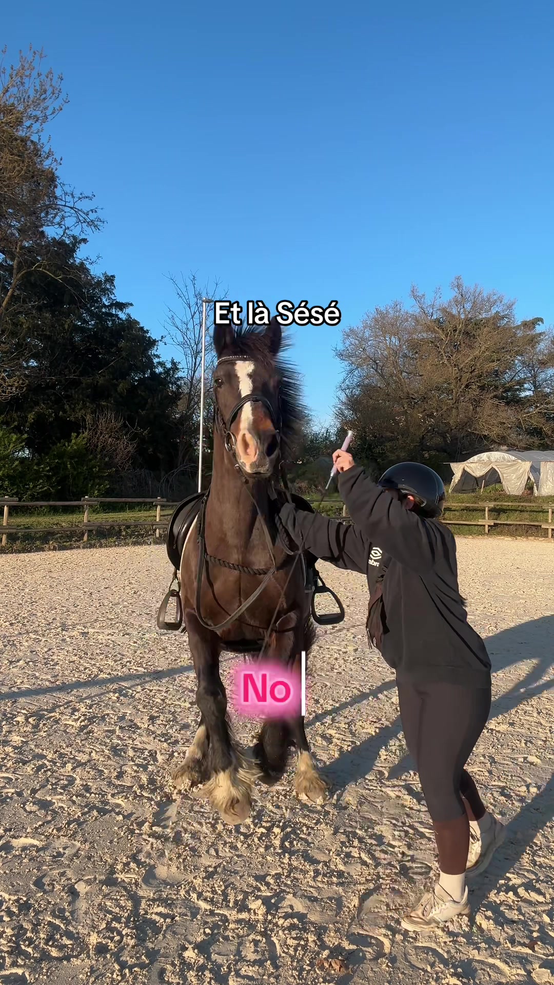@Seren the pony 🐴