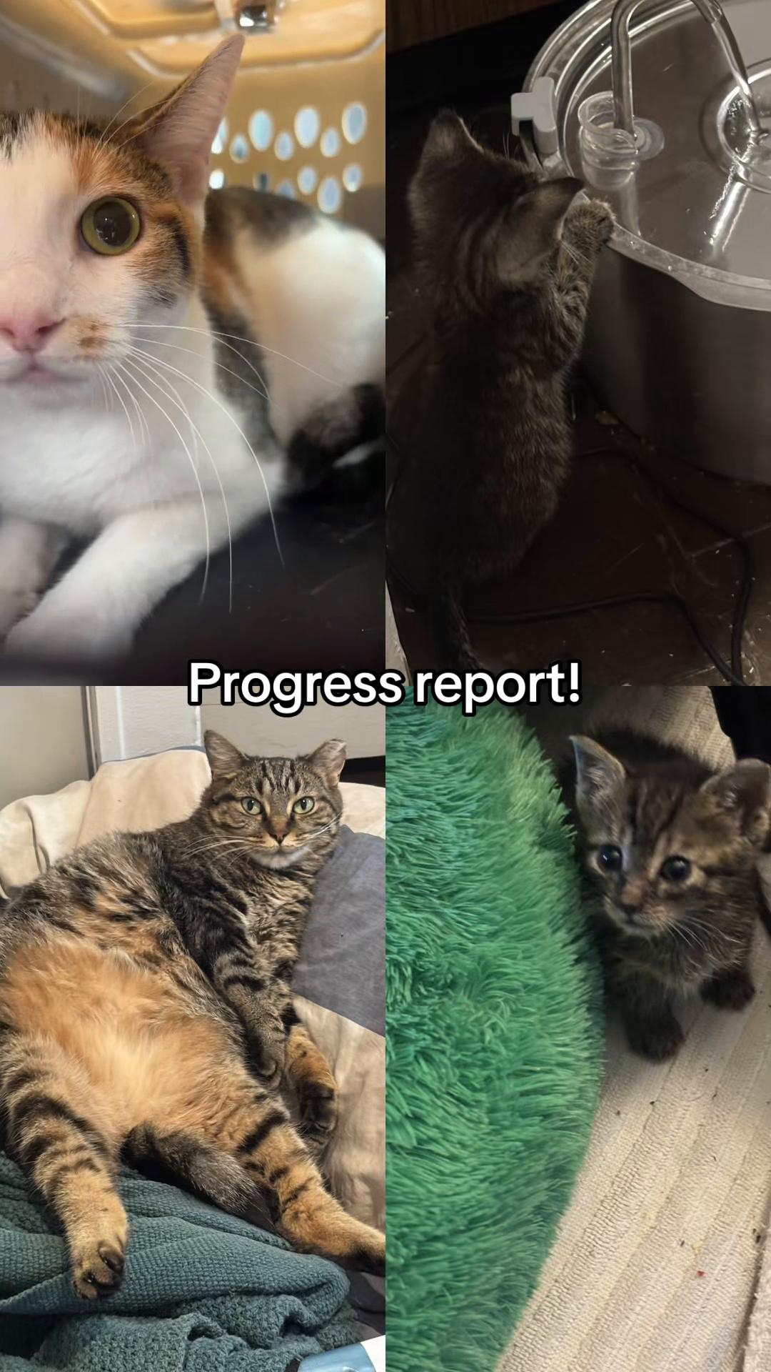 @Shaull Family Rescue