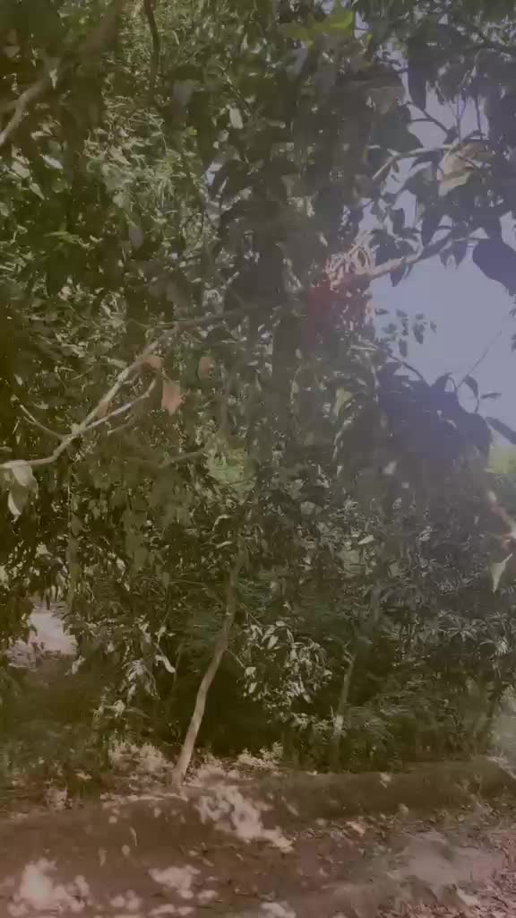 @▀▄▀▄▀▄🄼🅄🅂🄺🄰🄽▀▄▀▄▀▄
