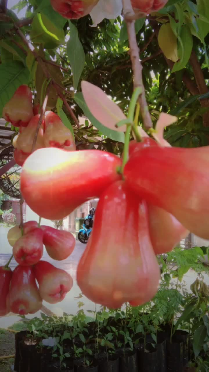 @Mohd Zulbahari Yusoff