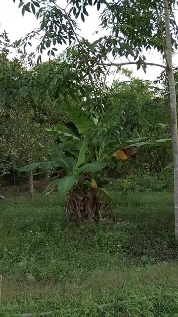 @Linh - Kim Kh&iacute; Điện M&aacute;y