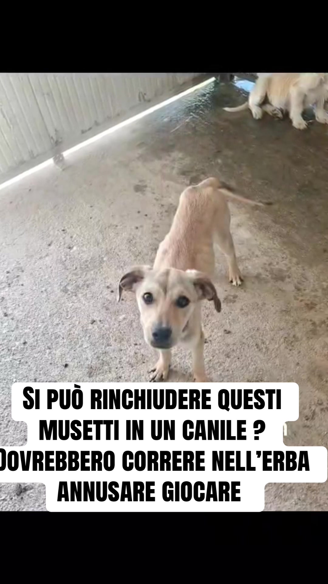 @I randagi di nessuno