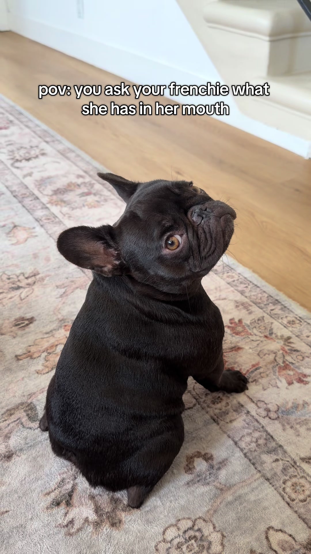 @Mabel the Frenchie