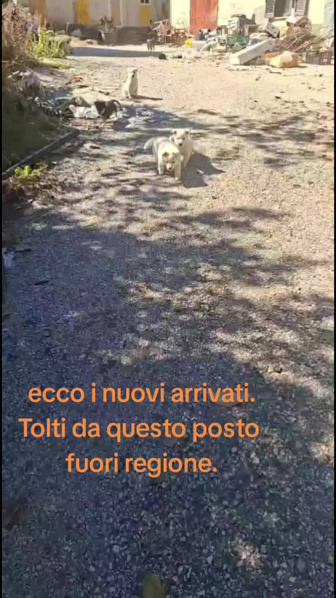 @code felici