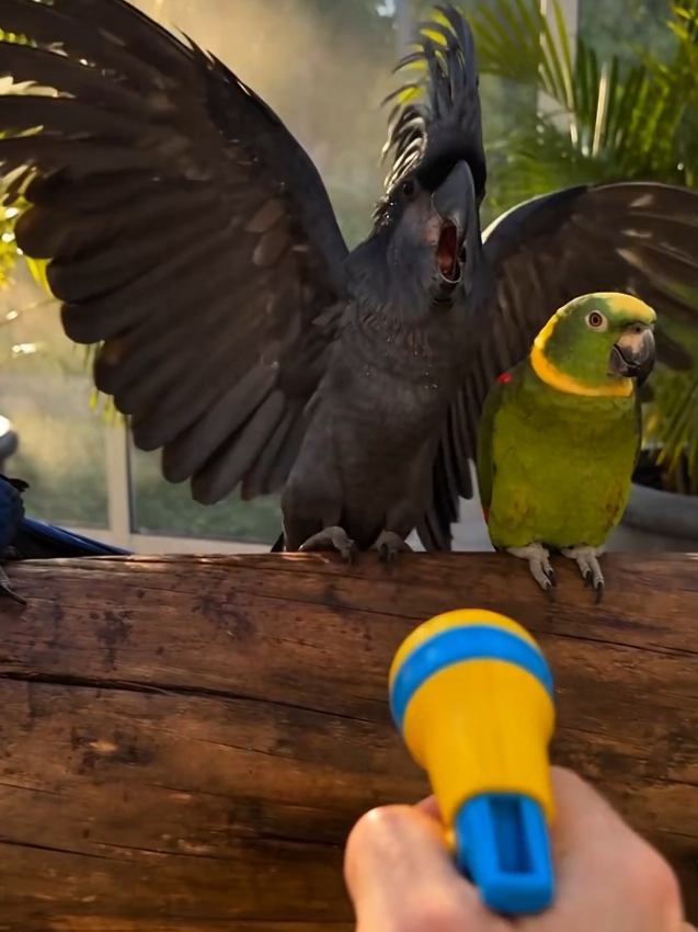 @Prankster Beaks
