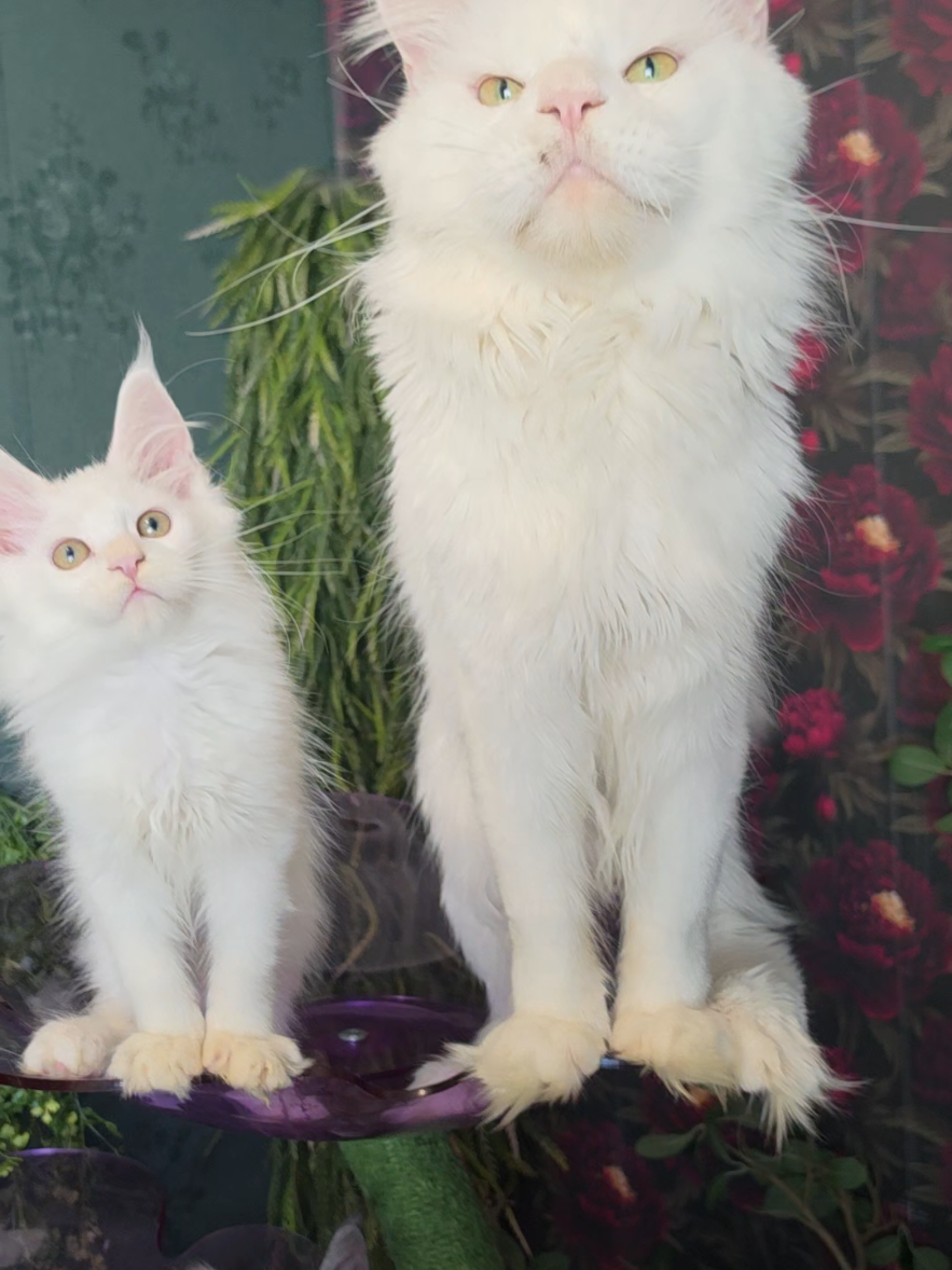 @Peaky Claws Cattery