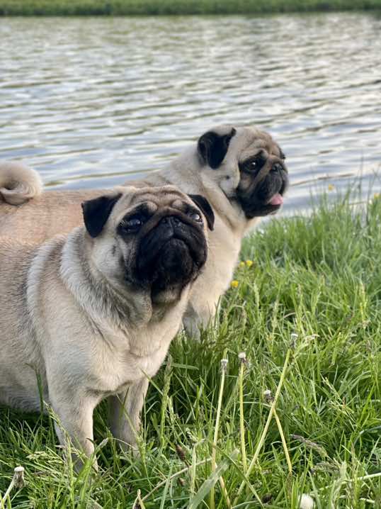 @Pug_bulka