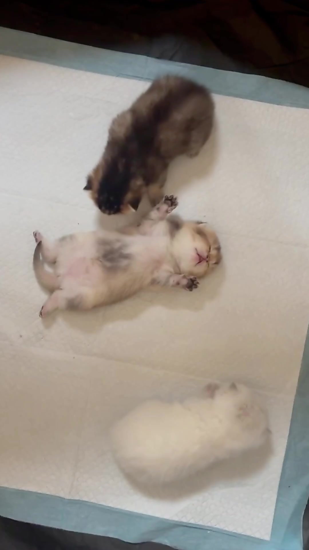 @catbosssss