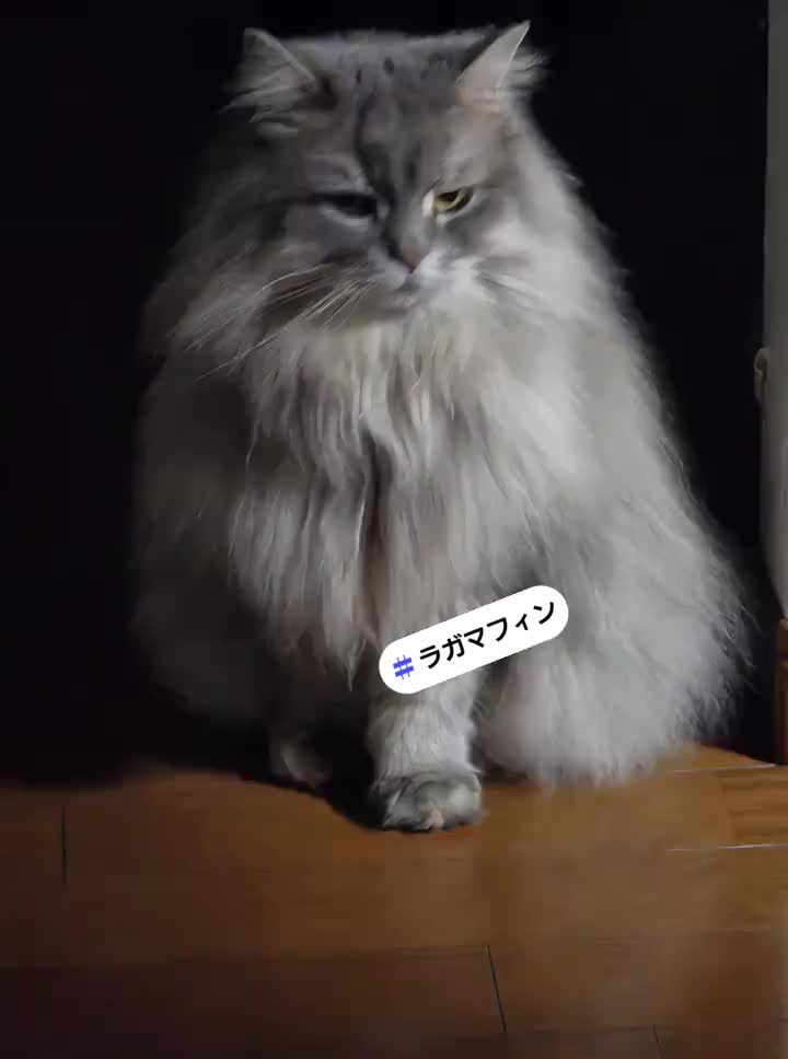 @✩.*˚絶対的ふみルん*˚☆