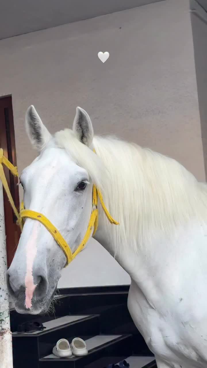 @ThunderGallops