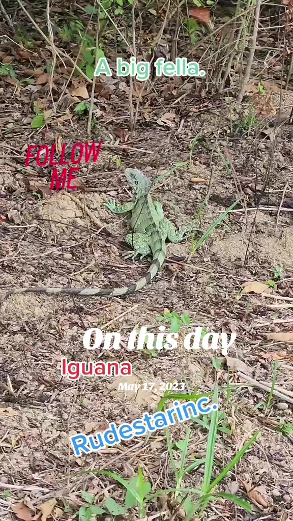 @Rudestarinc.