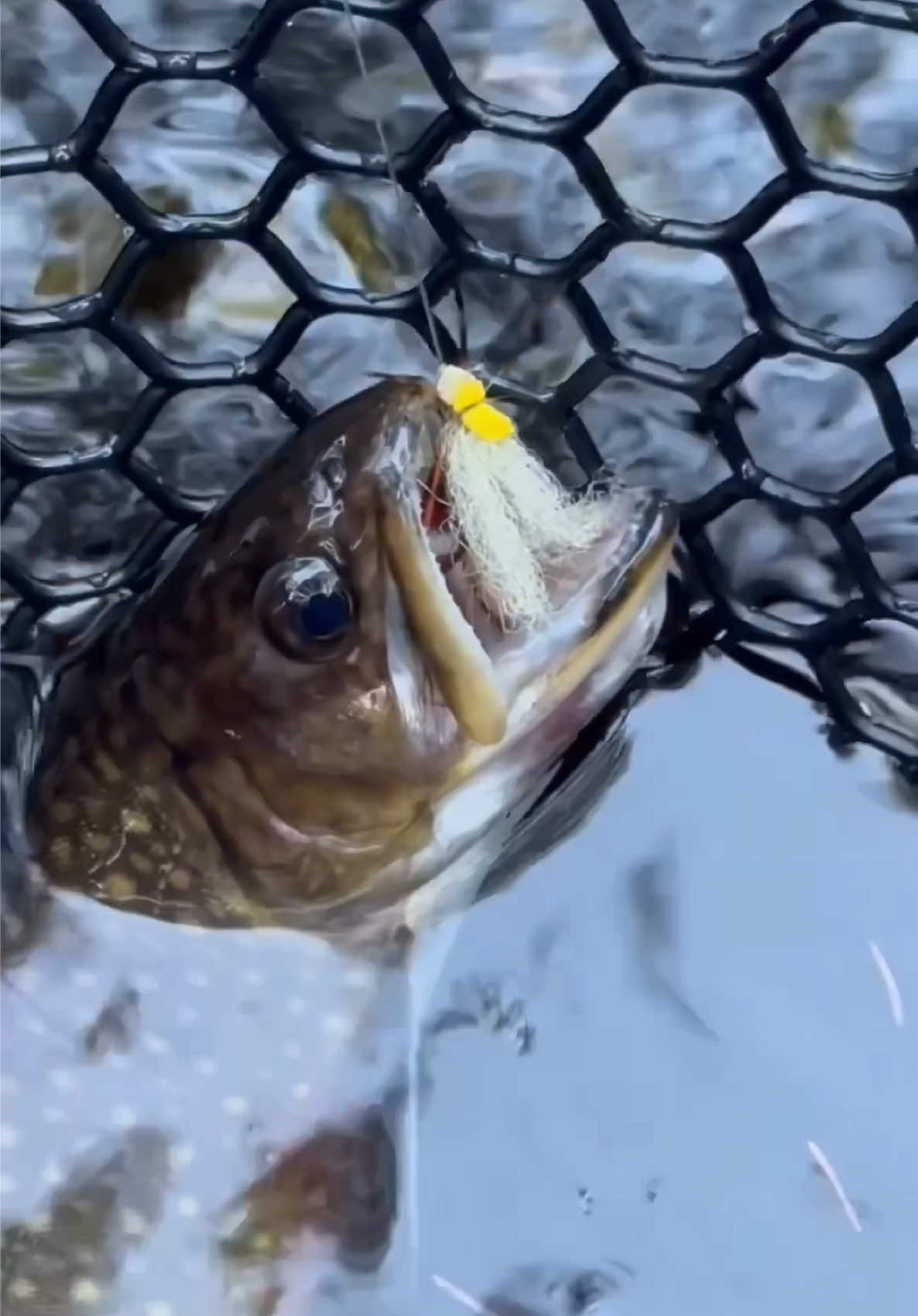 @FlyFishDelawhere