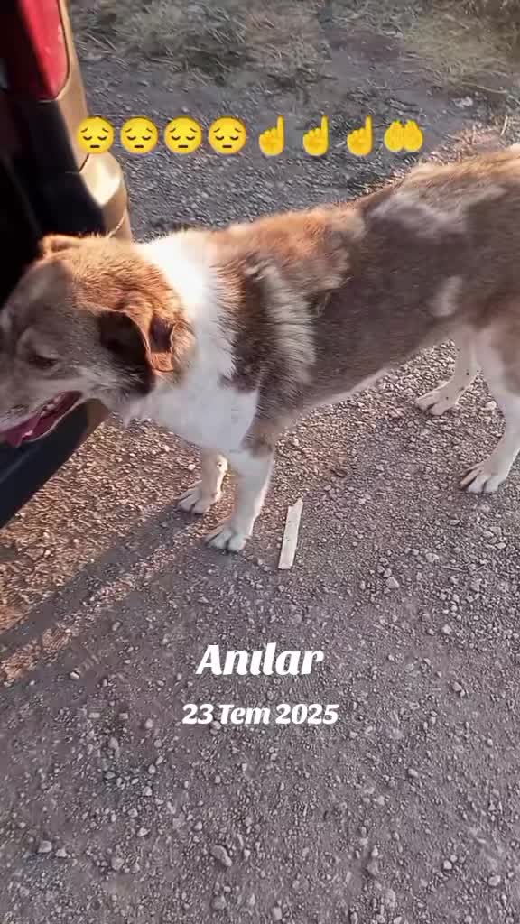 @UMUT BEKLEYEN PATİLER, 🐶💕🐱?