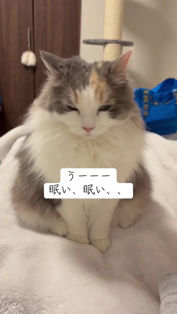 @neko.neko.hato