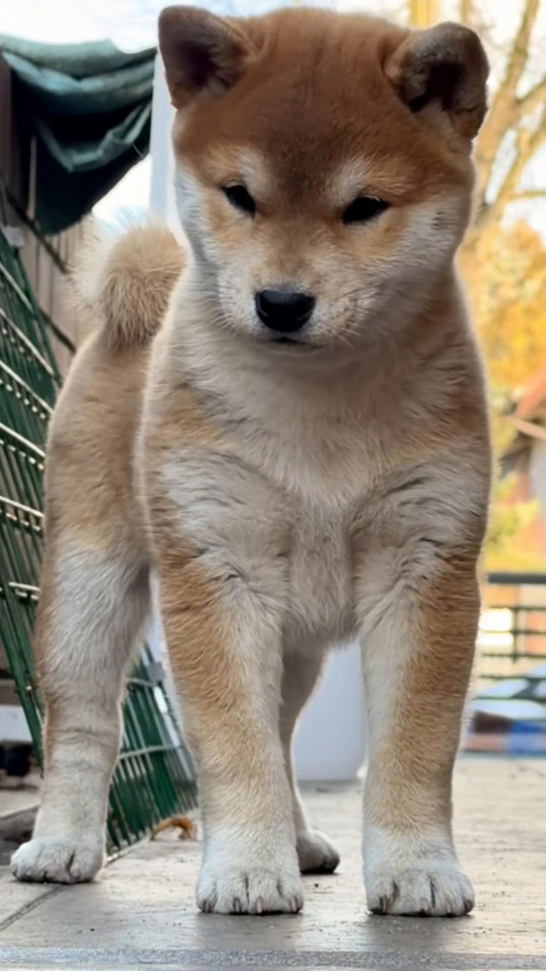 @Shiba GoNanKaiho hodowla FCI