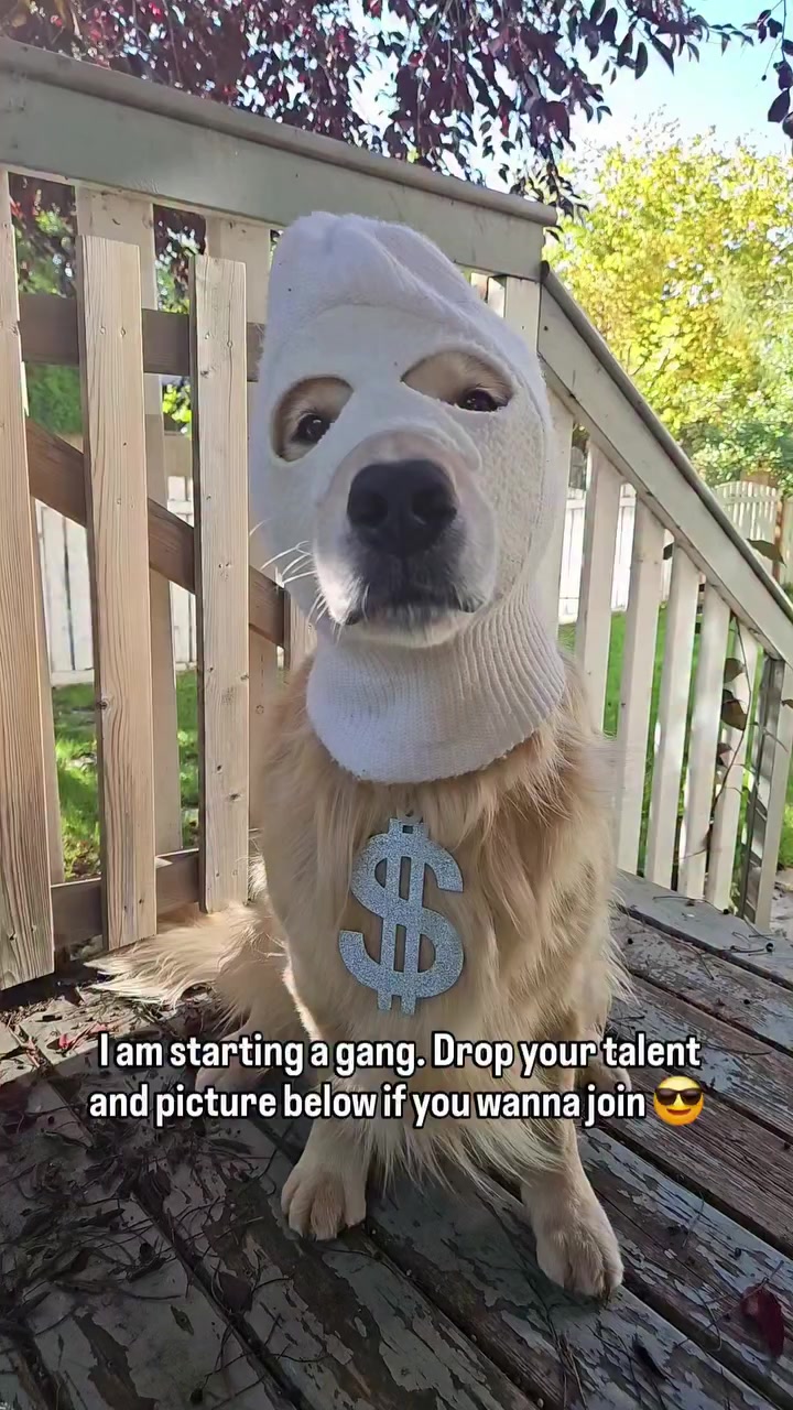 @🐶Griffin